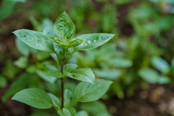 ¿Cuáles son los elementos a considerar para crear un rincón de relajación en un balcón soleado?